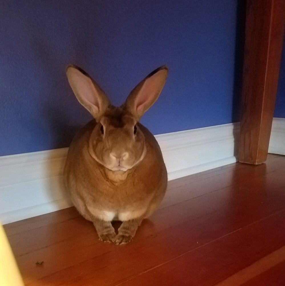 Meet your Posher, Cory